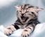 Provided by Veterinarian Des Moines Local Area USA, Des Moines 