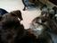 Provided by West Texas Toy Schnauzers, Midland 