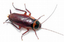 image for the product advertised