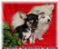 Provided by T/A KENNELS, Willow Spring 
