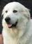 Provided by Great Pyrenees Rescue of OK, Tulsa 