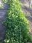 Provided by Safe Produce Delivered, Orangeburg 