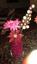 Angelese's Flower Pen Creations