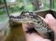 Tigertail Airboat tours