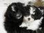 Provided by Tigerlillie Doggie Day Care and Kennels, Sumter 