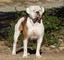 Provided by Villa Fournier American Bulldogs, Penryn 
