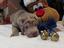 Provided by sc shar pei's, Bennettsville 