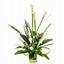 Provided by Flowers For You | Hialeah | Miami, Hialeah 