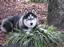 Provided by Puppy Lov Kennels, Gadsden 
