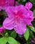 Provided by ONE GUY AND A MACHINE LAWN CARE & HARDSCAPING, Summerfield 