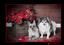 Provided by Az Pet Portraits, Buckeye 