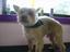 Provided by ARFordable Pet Grooming, Orlando 