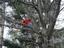 Provided by Prestige Tree Service, Lake Saint Louis 