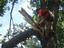 Provided by Prestige Tree Service, Lake Saint Louis 