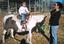 Provided by Marci's Pony Pals, Fair Oaks 
