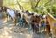 Provided by Marci's Pony Pals, Fair Oaks 