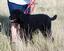 Provided by Pretty Pets Grooming Salon, Fort Morgan 