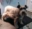 Provided by Pretty Pets Grooming Salon, Fort Morgan 