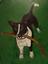 Provided by Purrfect Pet Paintings, Fort Collins 
