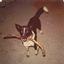Provided by Purrfect Pet Paintings, Fort Collins 
