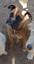 Provided by Purrfect Pet Paintings, Fort Collins 
