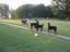 Provided by BestFriends Critter Sitter, Cookeville 