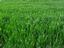 Provided by Patton Lawncare, Laurel 