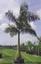 Provided by Royal Palm, Fort Myers 