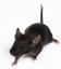 Provided by Pest Control Miami Beach, Miami Beach 