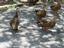 Provided by Pettit Family Child Care Home, Saint Petersburg 