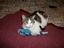 Provided by Pawsitively Purrfect Pet and Home Care Service, San Jose 
