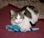 Provided by Pawsitively Purrfect Pet and Home Care Service, San Jose 