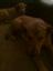 Provided by Puppy Poopy Patrol, Holiday 