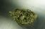 Provided by High Rollers Organic, Los Angeles 