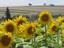 Provided by Anne Fisher Segal Attorney at Law, Tucson 