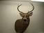 Provided by Afterlife Taxidermy, Muncy 