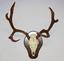 Provided by Evergreen Taxidermy, Cumming 