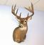 Provided by Evergreen Taxidermy, Cumming 