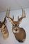 Provided by Evergreen Taxidermy, Cumming 