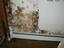Provided by There-to-Repair Mold Remediation Hayward, Hayward 