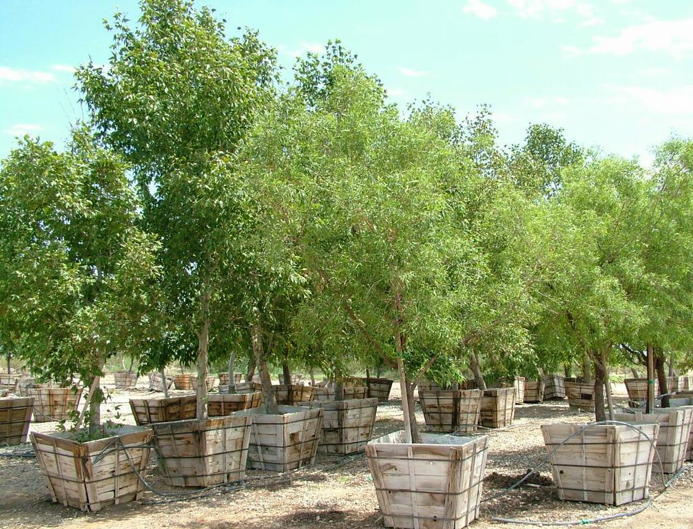 Desert Trees Nursery Tucson AZ 85742 8008733041 Landscaping