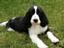 Provided by Morning Star Farm Pet Resort LLC, Thompson 