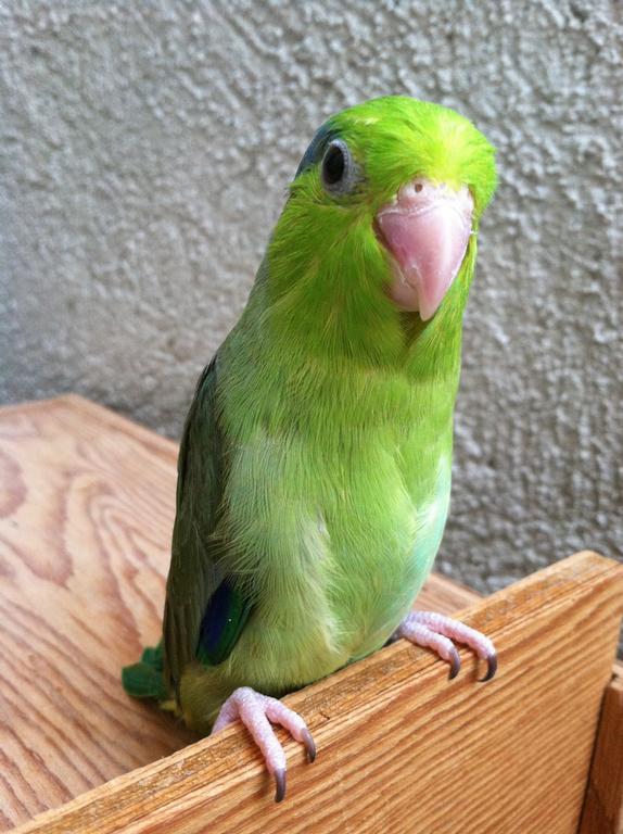Parrotletbirds Aviary Los Angeles CA 90077 8888871261 Birds