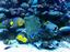 Aquatic Art Technologies, LLC