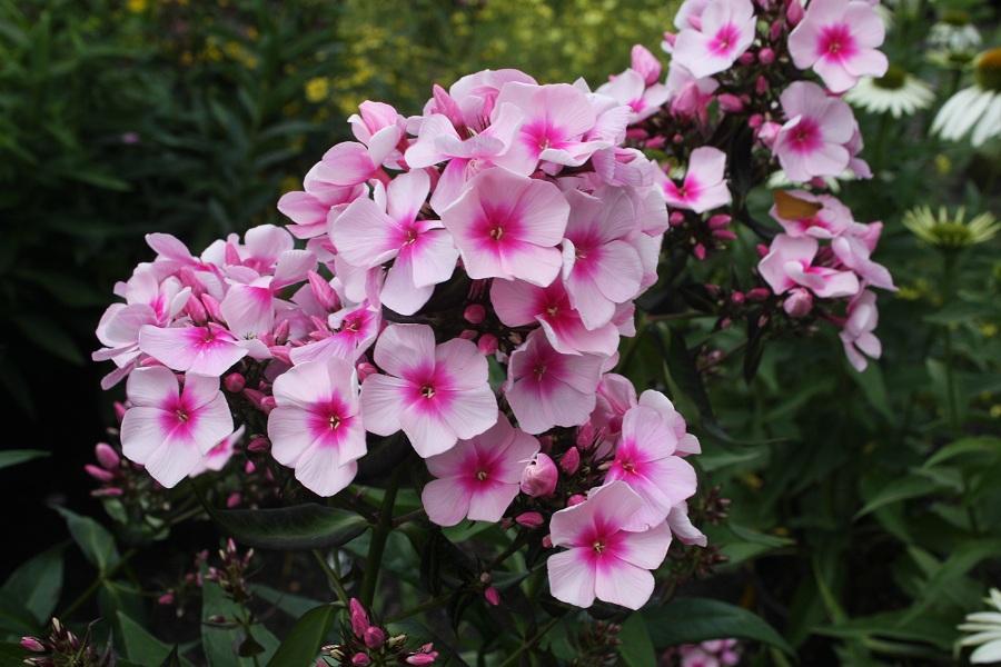 Phlox paniculata 'Bright Eyes' from Hickory Hollow Nursery and Garden Center in Tuxedo Park, NY