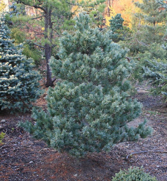 Pinus parviflora 'Bergman's' from Hickory Hollow Nursery and Garden Center in Tuxedo Park, NY 10987