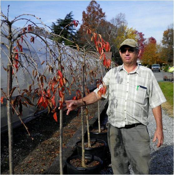 Growers East Earl PA - Spring Grove Nursery by Spring Grove Nursery