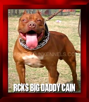 Cain Kennels XXL RED NOSE PITBULLS CHOCOLATE RED WHITE PITBULLS Cain Kennels XXL RED NOSE PITBULLS CHOCOLATE RED WHITE PITBULLS