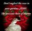 Rose of Sharon