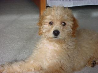 Coats Tails Pet Grooming - Pueblo, CO